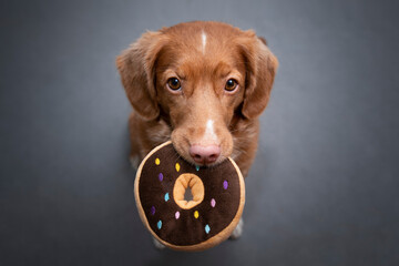 Dog holding donut 3
