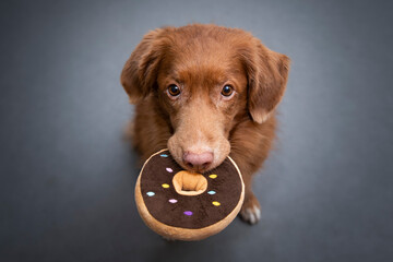 Dog holding donut © Jagoda