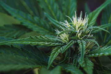 Fototapeta premium Closeup of Cannabis female with visible hairs and trichomes. plant in flowering phase. Horizontal