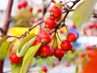 red berries on a branch. The photo will fit well into the interior and for gift cards, also it can be used in your website and blog. cherry, berries, berry,  leaf, plant, branch, garden, autumn