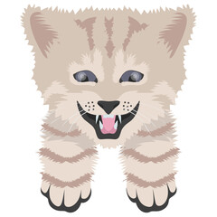 
A furry cat known as american wirehair 
