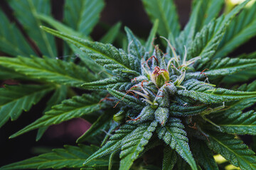Closeup of Cannabis female with visible hairs and trichomes. plant in flowering phase. Horizontal