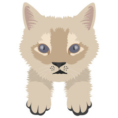 
A furry cat known as american wirehair 
