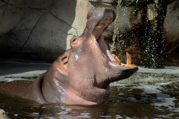 Hipopotamo bostezando