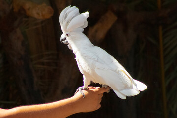 Cacatua