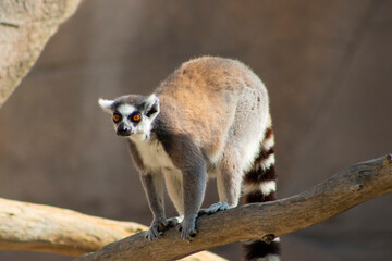 Naklejka premium Lemur