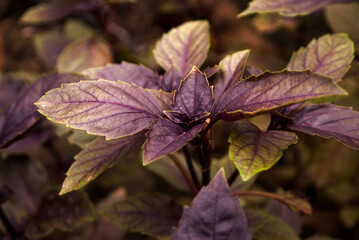 Purple basil bush, close shot. Warm wrap.