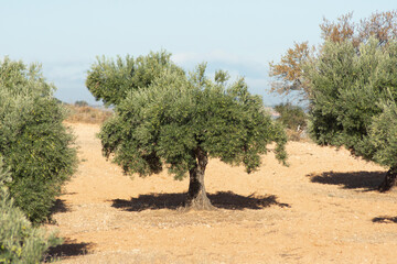 Olivo en otoño en la Comunidad de Madrid