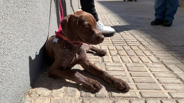 German Braco Dog Puppy in the City
