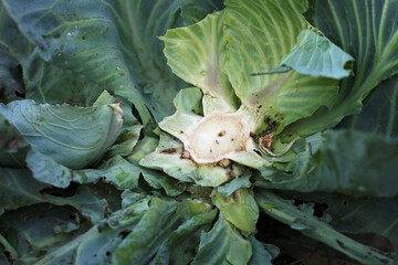 Place of cut the cabbage after harvest.