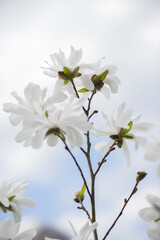 Blühende weiße Magnolie
