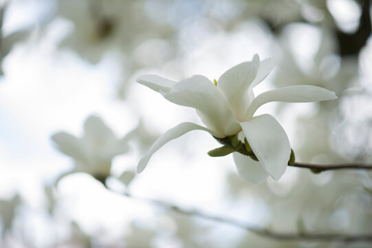 Wei&szlig;e Magnolien