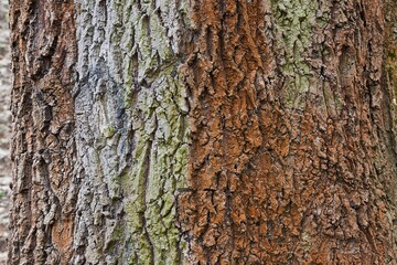 Thick tree trunk close up, some moss growing