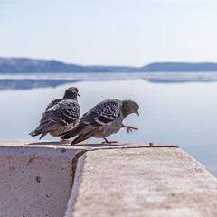 Pigeons sitting on the parapet of the embankment against the blue sky