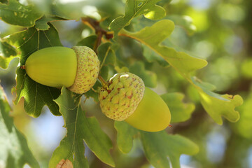 Fresh and young acorn on the tree