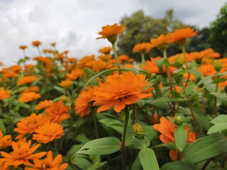 orange flowers in the garden