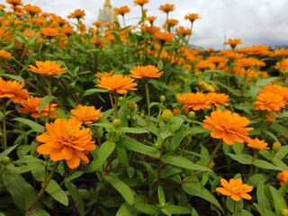 orange flowers in the garden
