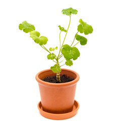 geranium in pot