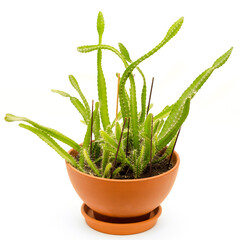cactus in pot
