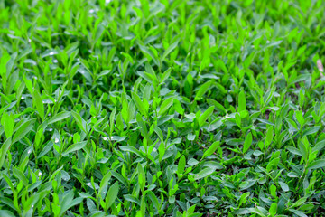 Polygonum aviculare lawn grass close up.
