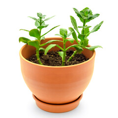 kalanchoe in pot
