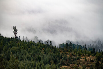 Obraz na płótnie Canvas Trees and morning mist in High Tatras mountains, Slovakia