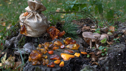 Amber jewelry and a gold gift bag lie on an old stump covered with plants, pine cones and mushrooms. A wonderful dark cracked stump with sparkling Baltic amber in the middle of the forest.