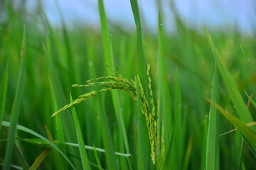 field, green, grass, nature, agriculture, wheat, plant, farm, summer, grain, rice, crop, spring, food, barley, landscape, meadow, cereal, corn, sky, harvest, growth, blue, rural, farming