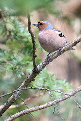 chaffinch