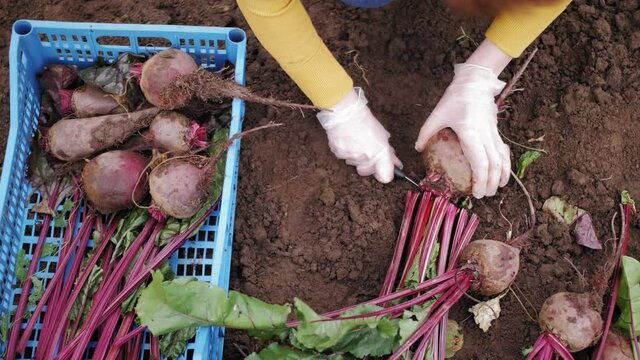 Farmer working on agricultural beet plantation. Worker sorting and putting in the box ripe beetroots. Top view. Season of harvest.