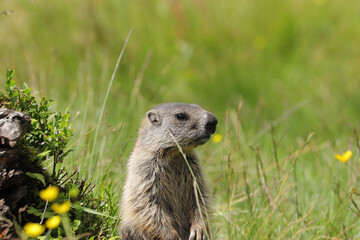 Marmots are large ground squirrels in the genus marmota