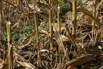 Corn or maize stalk stubble in the field after harvest.  It is a staple food in many parts of the world and used to feed livestock, make fuel ethanol and thousands of other products.