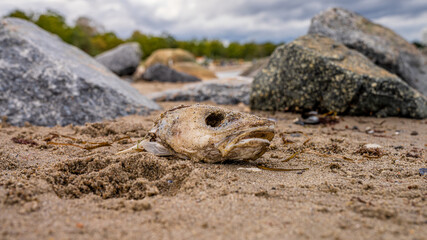 Schädel vom Dorsch am Strand an der Ostsee