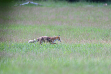 Obraz na płótnie Canvas Portrait of red fox walking on the meadow grass