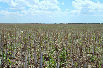 Campo de rastrojo tras la siega del cereal. Restos de paja tras la corta de  cereal en un campo del...