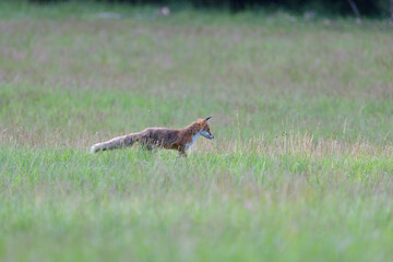 Obraz na płótnie Canvas Portrait of red fox walking on the meadow grass