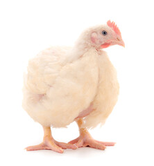 Young broiler chicken.