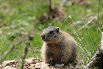 Naklejka na ściany i meble Marmots are large ground squirrels in the genus marmota