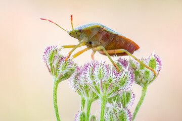 macro shot of a shield bug on a wild plant. a Spreading hedgeparsley wild plant.