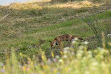Red fox stalking on a meadow for mouse