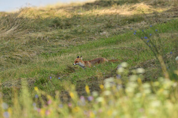 Red fox stalking on a meadow for mouse