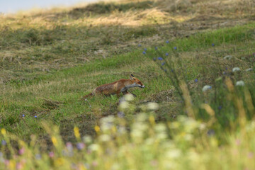 Red fox stalking on a meadow for mouse