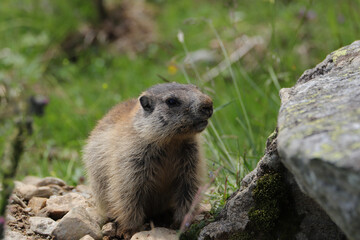 Marmots are large ground squirrels in the genus marmota