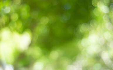 Plakat Green bokeh bright blurred green background is a beautiful natural sparkle in the daytime of the trees.