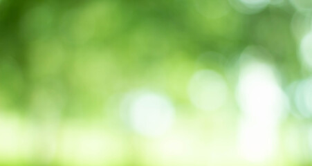 Green bokeh bright blurred green background is a beautiful natural sparkle in the daytime of the trees.