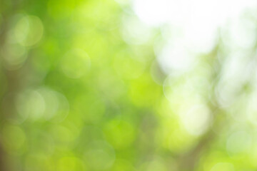 Green bokeh bright blurred green background is a beautiful natural sparkle in the daytime of the trees.