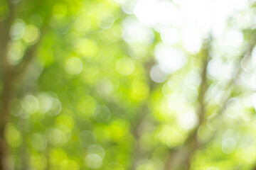 Obraz premium Green bokeh bright blurred green background is a beautiful natural sparkle in the daytime of the trees.