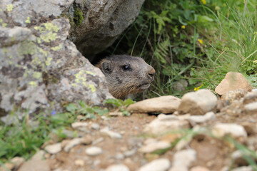 Marmots are large ground squirrels in the genus marmota