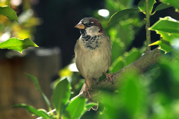 Male house sparrow on a branch in a green bush - Stockphoto

