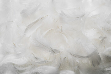 White  soft feathers background.